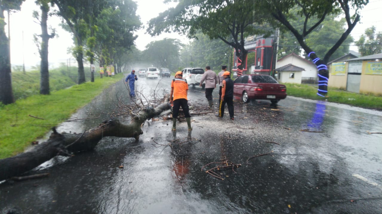 Polisi di Pati Sigap Evakuasi Pohon Tumbang yang Halangi Jalur