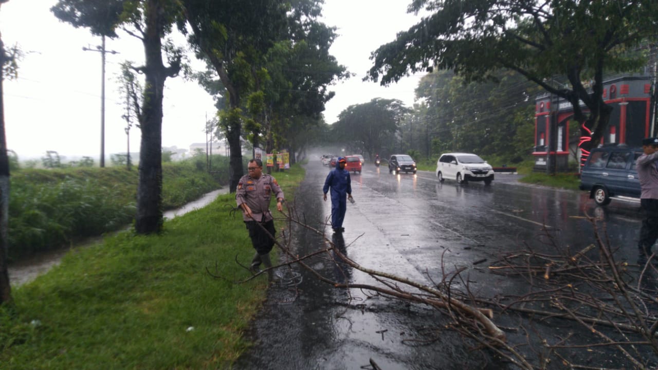 Polresta Pati dan Relawan BPBD Bersatu Padu Evakuasi Pohon Tumbang